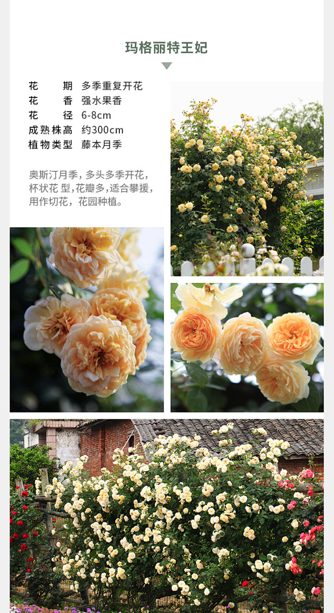 海蒂的花园海妈家夫人蓝色阴雨龙沙冰山爆花攀援爬藤拱门花墙月季-淘宝网
