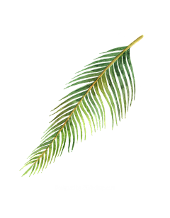 gnemeel采集到植物