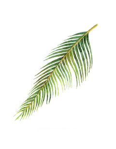 水彩 花圈 热带雨林 动物 植物 鸟类 烈火鸟 冰淇淋 PNG免抠图 5