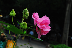 〆流年亦夢╮采集到花卉•芙蓉花