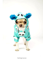 Dog clothes, Chihuahua clothes, Chihuahuas, Girl dog clothes, Small dog clothes, Dog hoodie, Frenchie, Small size dog, Blue dog hoodie