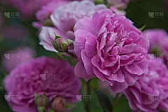 粉色,菜园,夏天,玫瑰,美,贺卡,水平画幅,消息,情人节,信封