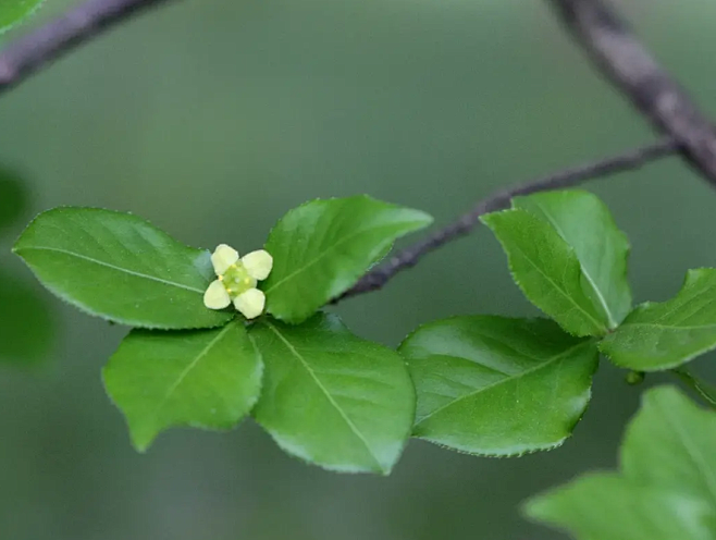 卫矛,别名:鬼箭羽