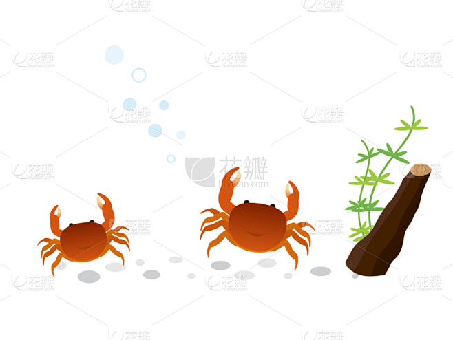 淡水蟹,水生植物,可爱的,自然,白色背景...