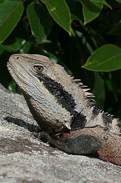 蜥蜴目鬣蜥科长鬣蜥属横纹长鬣蜥