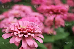 选择焦点和近景粉色百日Elegans花模糊奇妙的粉红色花背景在花园里