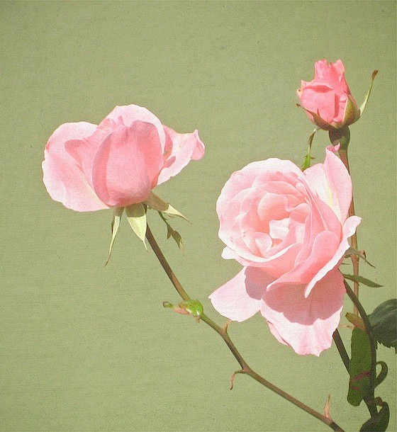  #花#