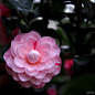 全部尺寸 | 山茶花 Camellia（莎布妮娜） | Flickr - 相片分享！