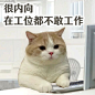 小猪咪蹦子 - 小红书