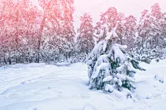 雪,寒冷,一月,霜,壁纸,云杉,杉树,松树,背景,天空