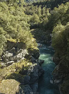新西兰,河流,南方山毛榉,垂直画幅,沟壑,无人,户外,湍急的,山谷,灌木
