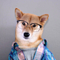 宠物界最有型的柴犬Menswear Dog最新一季穿搭大片。纽约的平面设计师David Fung和时装设计师Yena Kim在一个慵懒的周六下午给他们可爱的狗狗穿上了经典男装，然后将照片放在FACEBOOK上。这本来是一个玩笑，但是意外的获得了强烈的反响。 (1)
