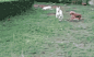 toptumbles:

You shall not pass
