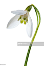 Beautiful Snowdrop on white background : 圖庫照片