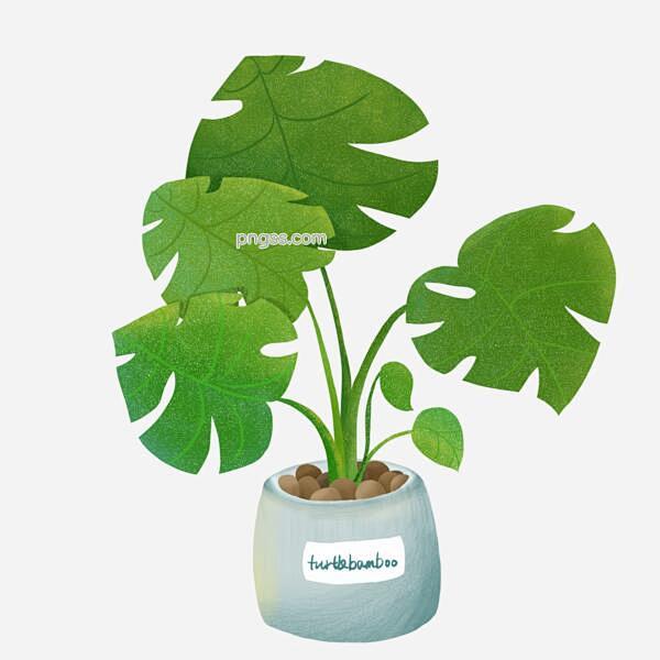 卡通手绘绿色小清新龟背竹植物GIF动图图...