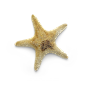 超高清 海星 海螺 贝壳 珊瑚 海马等 航洋生物主题 png元素 starfish-13