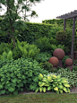 A perennial shade combination of hosta,fern,and lady’s mantle set with terra cotta garden art.: 