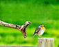 35 Truly Dramatic Examples of Animal Photography