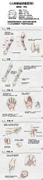 人体基础讲座画法！共六章-头部、颈部、躯干、手臂与手、腿部与脚、全身。详细解读在画人体每个部位的时很容易遗漏与画错的小细节！   #绘画学习# ​​​​