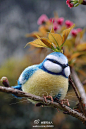 【blue tit 蓝山雀】喜感小胖子——来张特写，免得乃们还以为人家没长眼睛和嘴巴，哼~