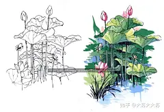 大苏有“画”说——湿地水生植物景观手绘表达 : — 写在前面的 —手绘表达是设计类同学生必备的技能，本期专栏针对景观常见湿地植物——湿地水生植物，进行深入表达的解析，包含常见的耐水湿植物、漂浮植物、挺水植物进行深入表达等方面。（文末进入社群，预定手…