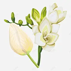 鲜花花卉水彩卡通免扣字幕平面对话框字幕条卡通手绘 免抠png 设计图片 免费下载 页面网页 平面电商 创意素材