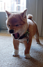 Shiba Inu! I want one :( | Animal Lover #采集大赛# #萌#