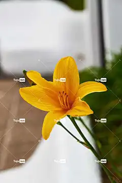 百合 美丽的花朵 花 植物 花壁纸 花瓣 花园 盛开 开花