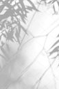 Gray shadow of the leaves on a white wall