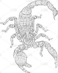 蝎子,成年的,图像,可爱的,动物,洋葱花,乱画,着色,冥想