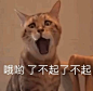阴阳怪气表情包_百度图片搜索