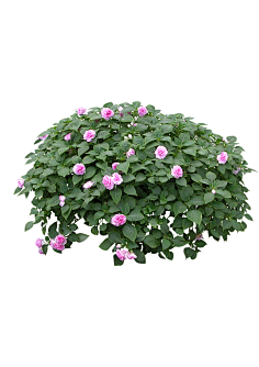 12la植物单体ps素材