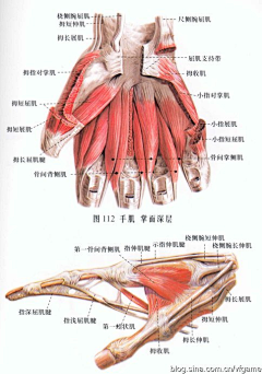 黑夜中的芒曜采集到muscle (手部)