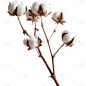 植物实景多枝棉花枝元素素材