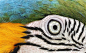 Parrot Eye by stinebamse