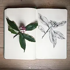 漂亮的植物速写~【插画师：Courtney Roth】 ​​​​