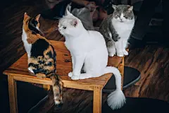 点击来源直接获取大图文件 |三只漂亮的猫在猫咪咖啡馆的桌子上休息