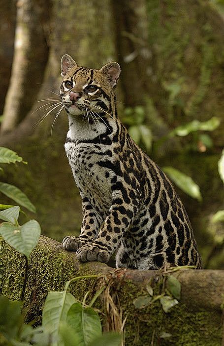 ^Ocelot Leopardus Pa...