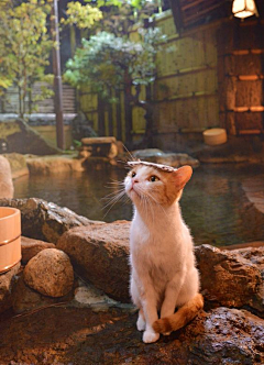 古厝采集到猫猫