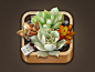 可爱多肉植物写实icon，激发你的保护欲