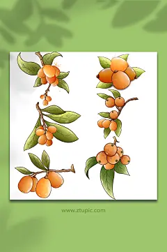 手绘枇杷水果元素插画