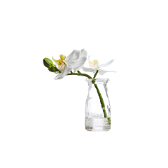 心猿归林灬ZR采集到花瓶 花 树叶