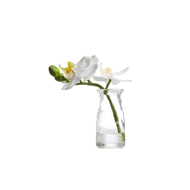 绿植物 花瓶