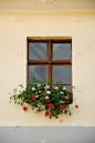 白红花在窗户上的路，布拉索夫，2019