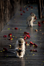 fruit picking
by Hamish Niven
