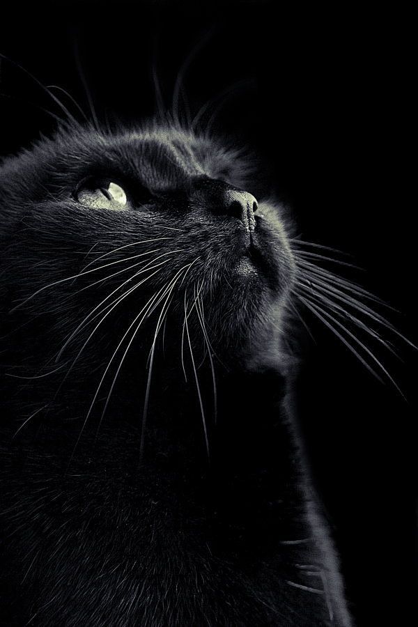 un chat noir
