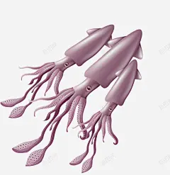 手绘卡通海鲜鱿鱼 美食 美食海报设计 元素 免抠png 设计图片 免费下载 页面网页 平面电商 创意素材