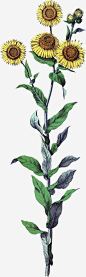 向日葵免抠素材_新图网 https://ixintu.com 向日葵 手绘 黄色