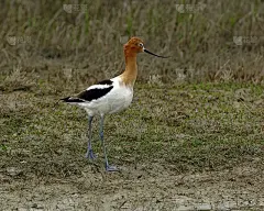 美国Avocet女