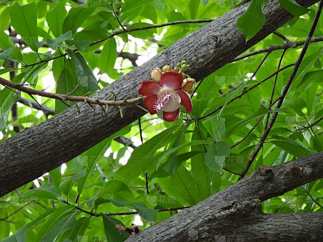 炮弹树(Couroupita Guianensis)树上的花和芽素材-花瓣网